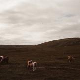 Vado alle Shetland: l’antidocumentario dalle remote isole britanniche