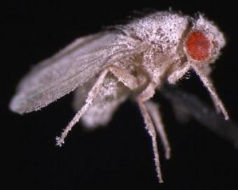 Un insetto Drosophila infettato da un fungo. Crediti: Deborah Kimbrell/UC Davis