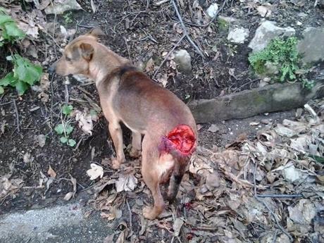 cane massacrato castellammare stabia