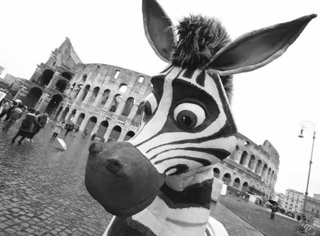 Cosa ci fa una zebra nel centro di Roma?