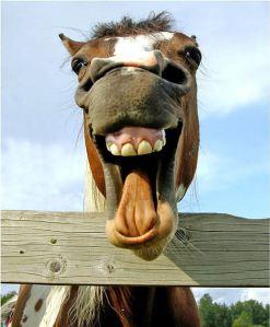 horse smile