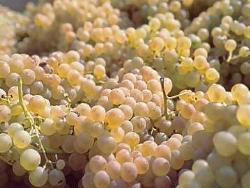 trebbiano