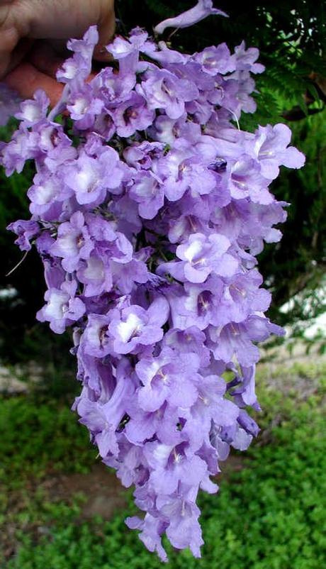 Jacaranda_mimosifolia_-_Flower_Cluster_-_Rancho_San_Diego_CA_8-13-02__012