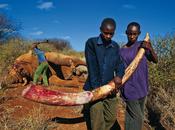Kenya /Punizione esemplare trafficante d'avorio
