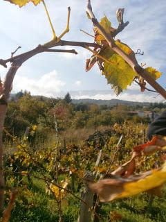 Al seminario sui Bianchi dell’Etna anche ERSE 2012, Etna DOC di Tenuta di Fessina. Conduce l’enologo Pietro Di Giovanni