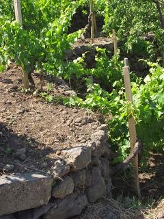 Al seminario sui Bianchi dell’Etna anche ERSE 2012, Etna DOC di Tenuta di Fessina. Conduce l’enologo Pietro Di Giovanni