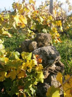 Al seminario sui Bianchi dell’Etna anche ERSE 2012, Etna DOC di Tenuta di Fessina. Conduce l’enologo Pietro Di Giovanni