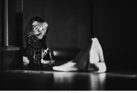 cat-shoes-2