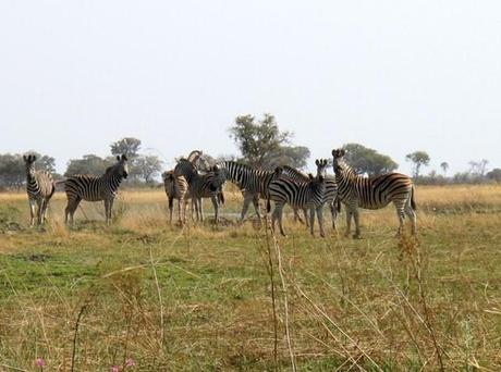 Zebre - Botswana