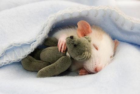 rats-with-teddy-bears