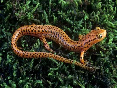 Ispettore forestale: la salamandra