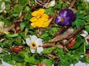 Oggi nella rubrica: fiori commestibili nostri piatti