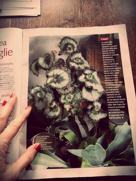 Begonia Rex Escargot ... facciamo le talee