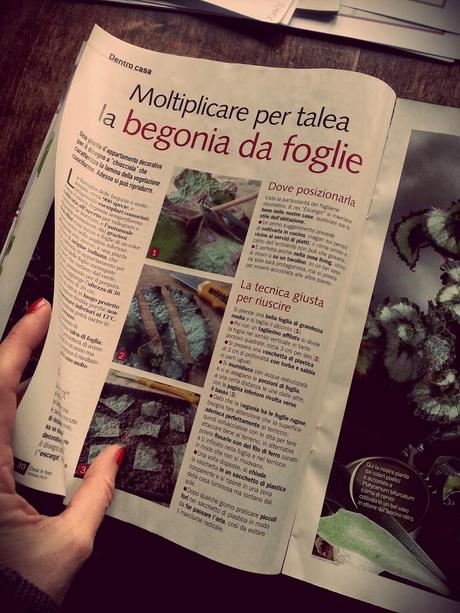 Begonia Rex Escargot ... facciamo le talee