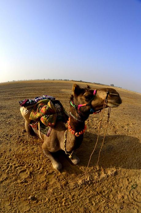 A Cammello Sul Deserto del Thar (Foto)