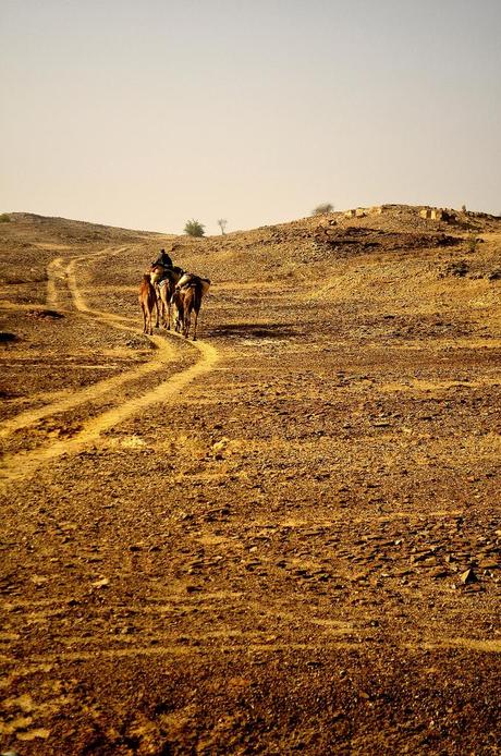 A Cammello Sul Deserto del Thar (Foto)