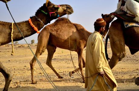 A Cammello Sul Deserto del Thar (Foto)