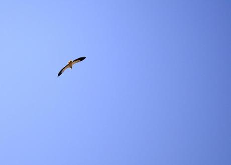 A Cammello Sul Deserto del Thar (Foto)