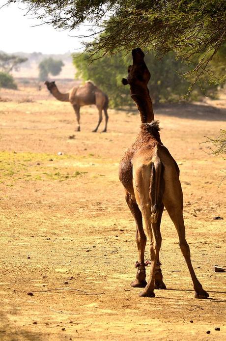 A Cammello Sul Deserto del Thar (Foto)