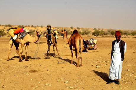 A Cammello Sul Deserto del Thar (Foto)