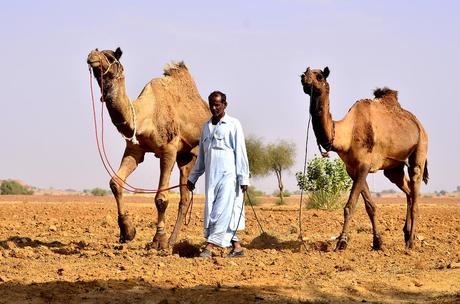 A Cammello Sul Deserto del Thar (Foto)