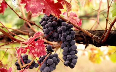  Un bicchiere di vino al giorno leva il medico di torno!