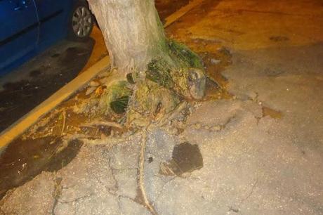 A MONTEVERDE UN CIMITERO DI ALBERI! RIDICOLI MONCHERINI, SPESSO TRASFORMATI IN CESTINI PER RIFIUTI. TIPICITA' ROMANE