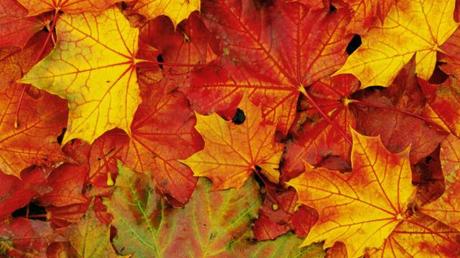 colori_foglie_autunno