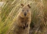 Quokka: l’animale più felice al mondo