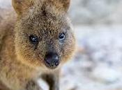 Quokka: l’animale felice mondo