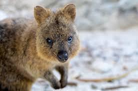 quokka-australian