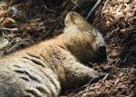 Quokka: l’animale più felice al mondo