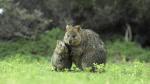 Quokka: l’animale più felice al mondo