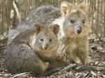 Quokka: l’animale più felice al mondo