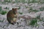 Quokka: l’animale più felice al mondo