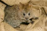 Quokka: l’animale più felice al mondo