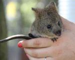 Quokka: l’animale più felice al mondo