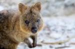 Quokka: l’animale più felice al mondo