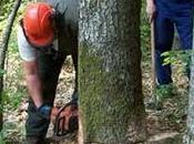 Sulla forestazione annuncia mese passione. Flai Uila hanno messo punto calendario delle proteste sollecitare pagamento salari arretrati. parte febbraio sit-in braccianti forestali aree programma Alt...