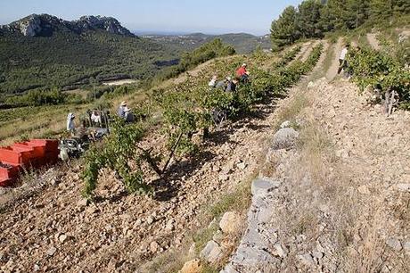 vigneto a domaine tempier