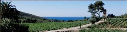 vigneti a bandol