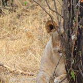 Predatori africani: grazia e potenza visti attraverso un safari fotografico