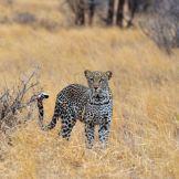 Predatori africani: grazia e potenza visti attraverso un safari fotografico