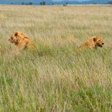 Predatori africani: grazia e potenza visti attraverso un safari fotografico