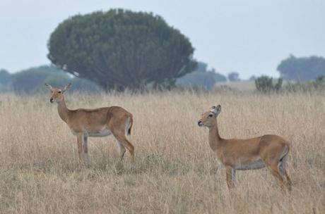 DUE GIORNATE BESTIALI - Parte prima.