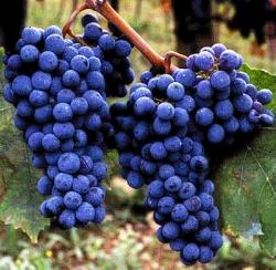 uva sangiovese