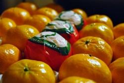 mandarino tardivo ciaculli