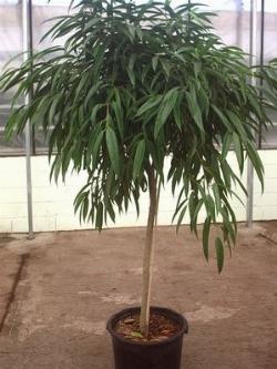 Ficus Binnendijkii 2