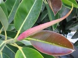 Ficus elastica malattie