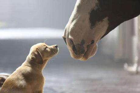 Puppy Love: lo spot del Superbowl commuove il web